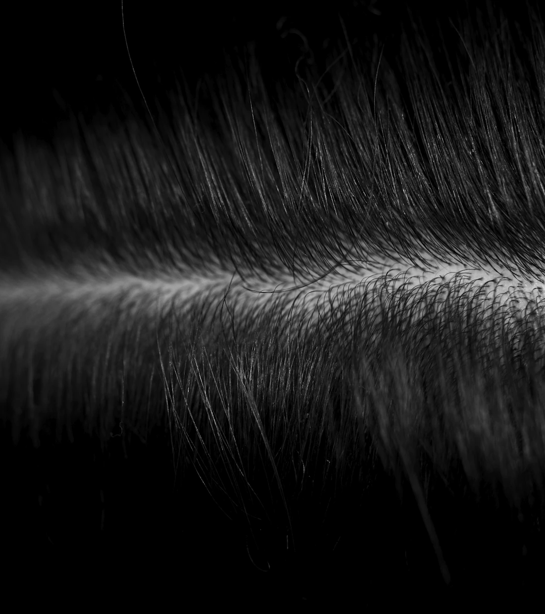 Black and white close-up of short hair texture