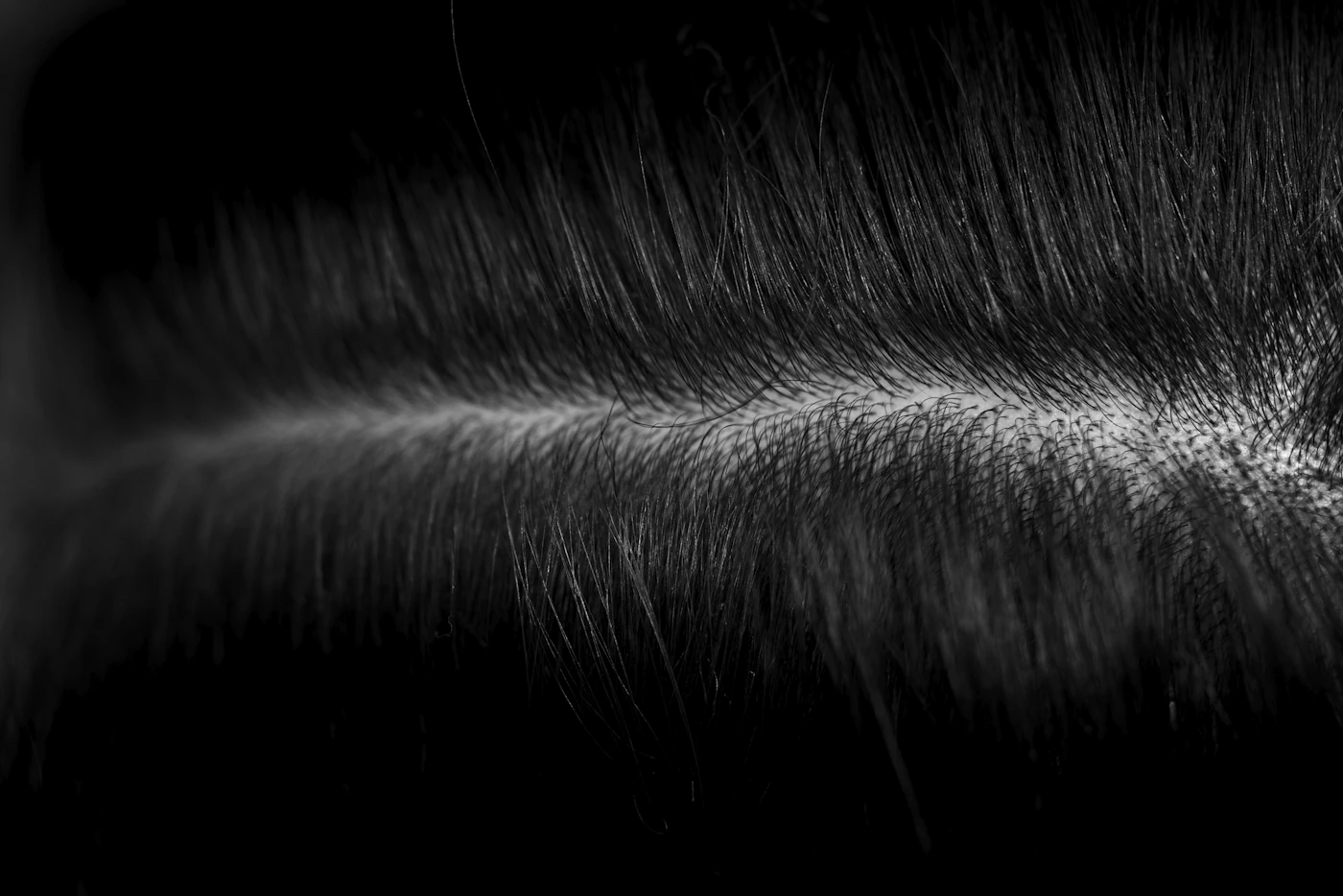 Black and white close-up of short hair texture