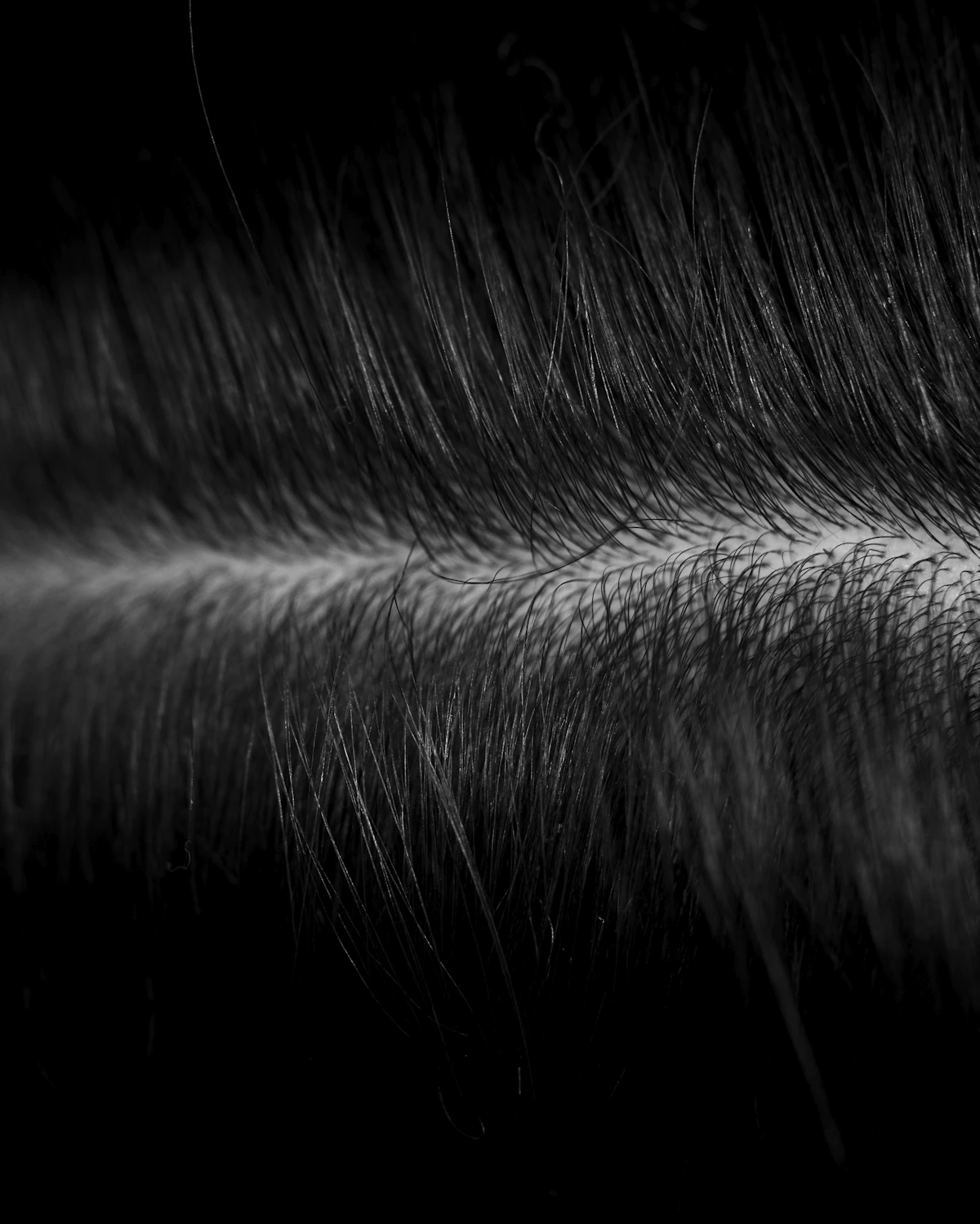 Black and white close-up of short hair texture
